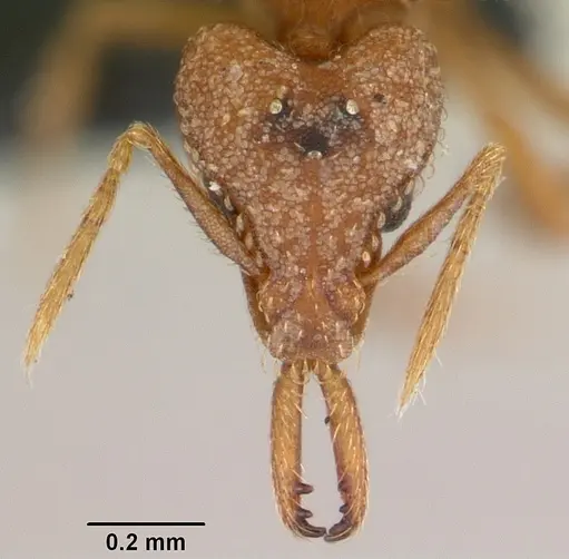 Strumigenys rogeri - CASENT0060425