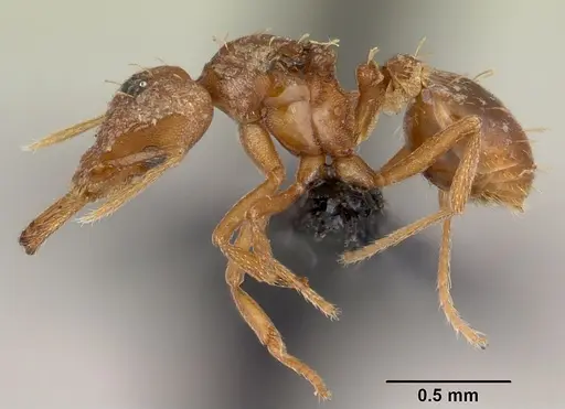 Strumigenys rogeri - CASENT0060425