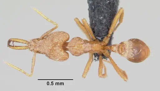 Strumigenys rogeri - CASENT0064817