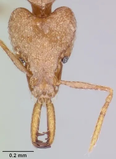 Strumigenys rogeri - CASENT0064817