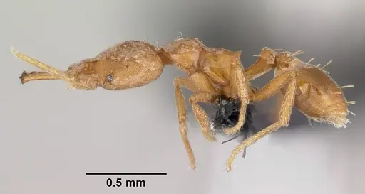 Strumigenys rogeri - CASENT0064817