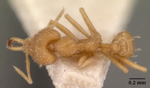 Strumigenys rogeri - CASENT0102080