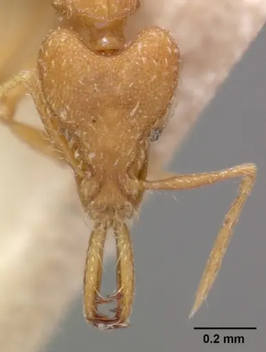 Strumigenys rogeri - CASENT0102080