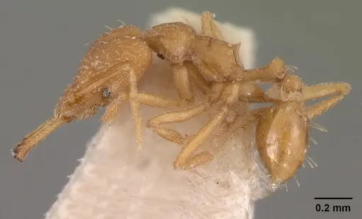 Strumigenys rogeri - CASENT0102080