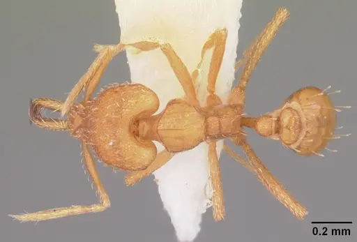 Strumigenys rogeri - CASENT0104529