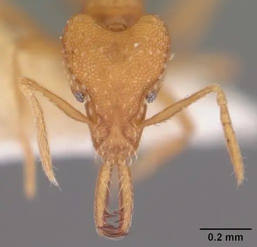 Strumigenys rogeri - CASENT0104529