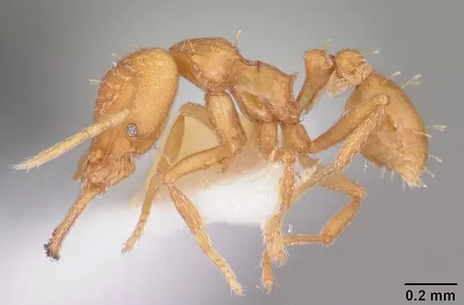 Strumigenys rogeri - CASENT0104529