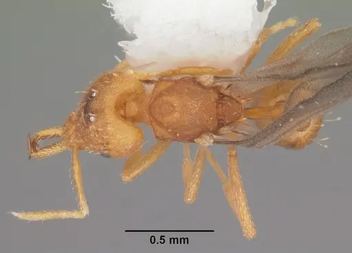 Strumigenys rogeri - CASENT0104530