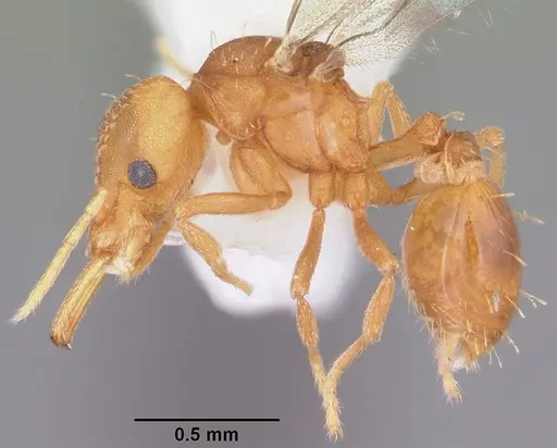 Strumigenys rogeri - CASENT0104530