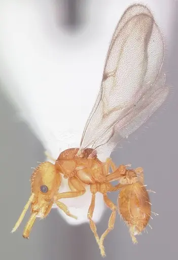 Strumigenys rogeri - CASENT0104530