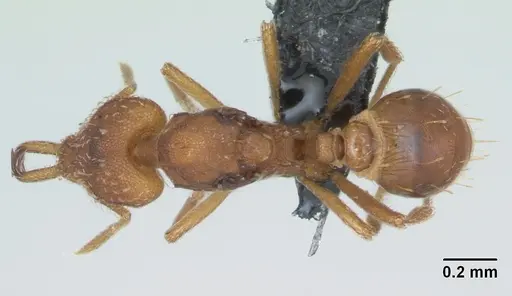 Strumigenys rogeri - CASENT0125113