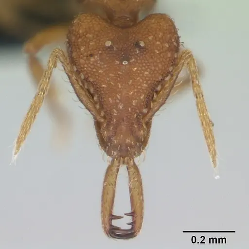 Strumigenys rogeri - CASENT0125113