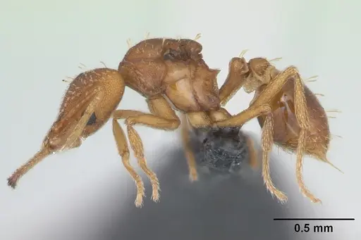 Strumigenys rogeri - CASENT0125113