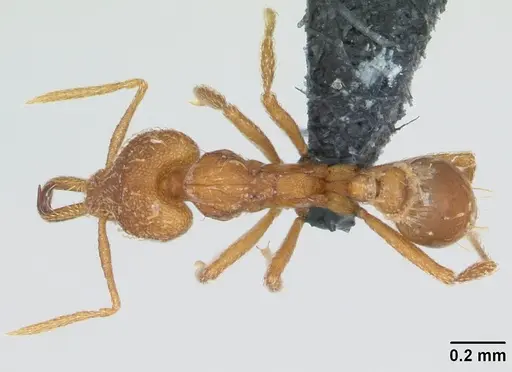 Strumigenys rogeri - CASENT0135259