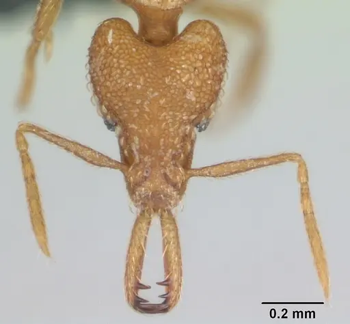 Strumigenys rogeri - CASENT0135259