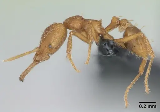 Strumigenys rogeri - CASENT0135259