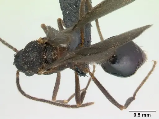 Strumigenys rogeri - CASENT0137483