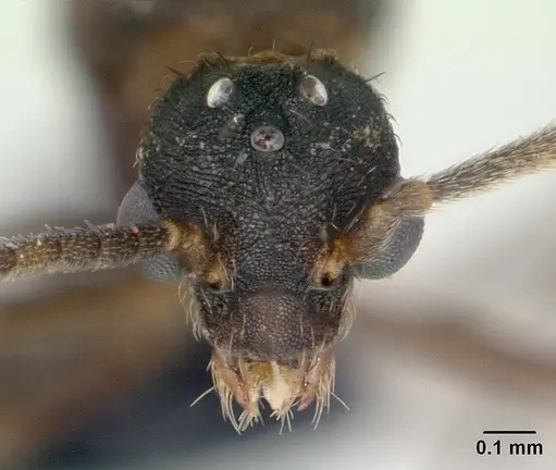 Strumigenys rogeri - CASENT0137483