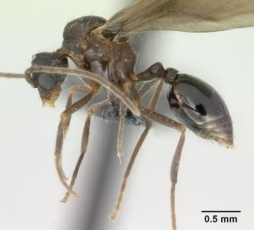 Strumigenys rogeri - CASENT0137483