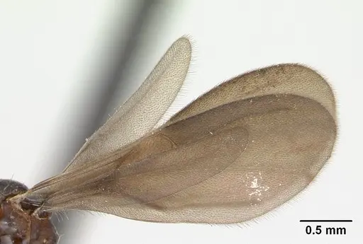 Strumigenys rogeri - CASENT0137483