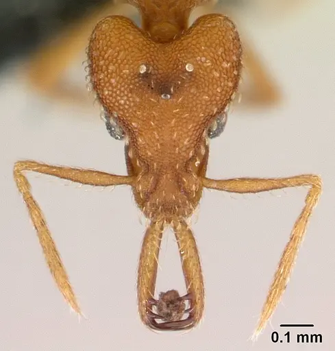 Strumigenys rogeri - CASENT0145858