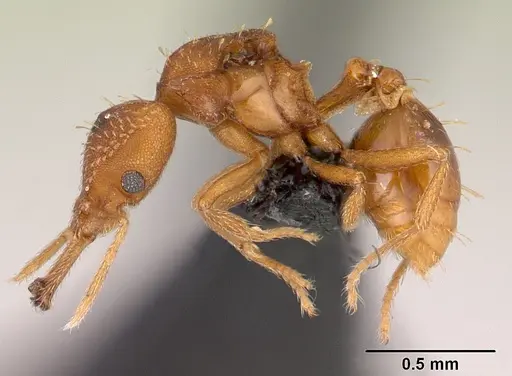 Strumigenys rogeri - CASENT0145858