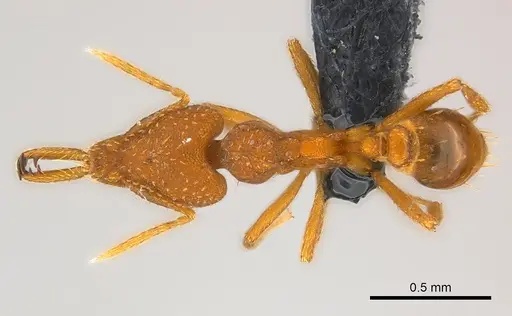 Strumigenys rogeri - CASENT0158880