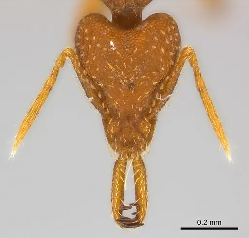 Strumigenys rogeri - CASENT0158880