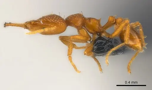 Strumigenys rogeri - CASENT0158880