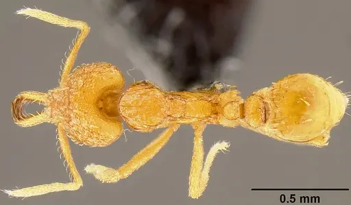 Strumigenys rogeri - CASENT0171133