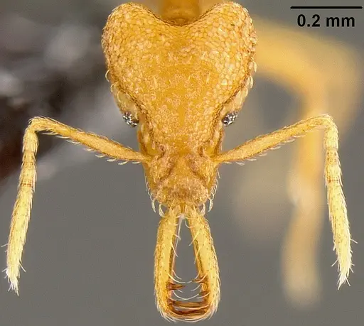 Strumigenys rogeri - CASENT0171133