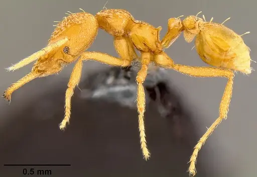 Strumigenys rogeri - CASENT0171133