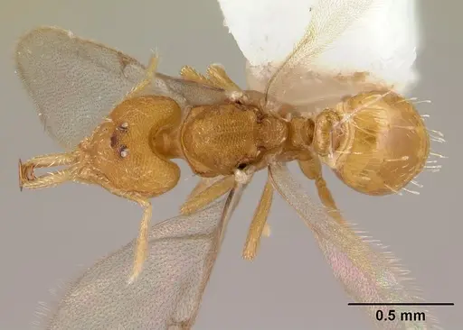 Strumigenys rogeri - CASENT0178416