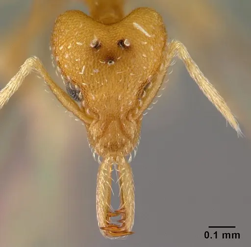 Strumigenys rogeri - CASENT0178416