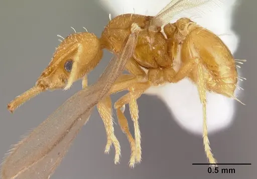 Strumigenys rogeri - CASENT0178416