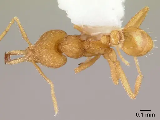 Strumigenys rogeri - CASENT0178417