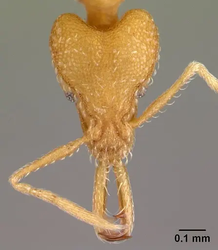 Strumigenys rogeri - CASENT0178417