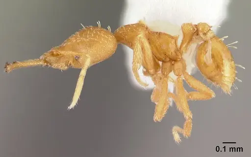 Strumigenys rogeri - CASENT0178417