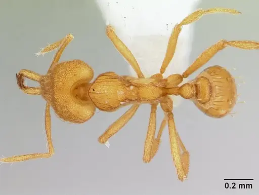 Strumigenys rogeri - CASENT0178460