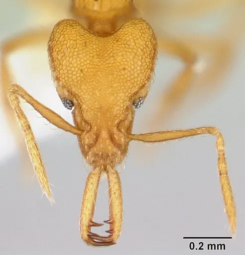 Strumigenys rogeri - CASENT0178460