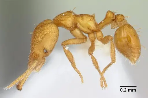 Strumigenys rogeri - CASENT0178460