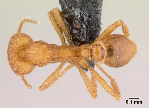 Strumigenys rogeri - CASENT0179508