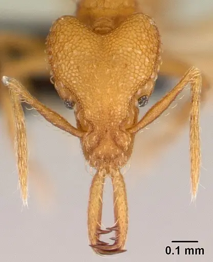 Strumigenys rogeri - CASENT0179508