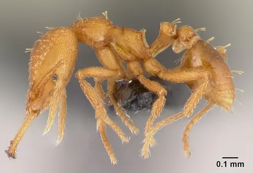 Strumigenys rogeri - CASENT0179508