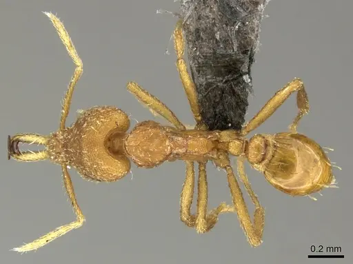 Strumigenys rogeri - CASENT0235720