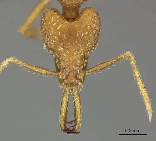 Strumigenys rogeri - CASENT0235720