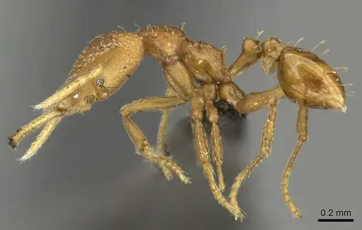 Strumigenys rogeri - CASENT0235720