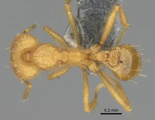 Strumigenys rogeri - CASENT0767610