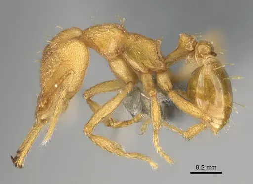 Strumigenys rogeri - CASENT0767610