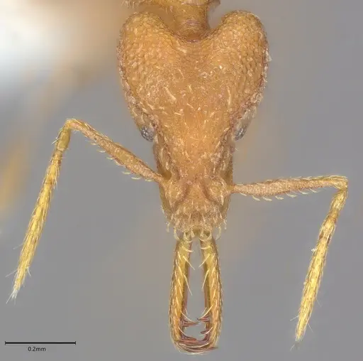 Strumigenys rogeri - CASENT0845004